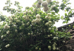 Magnoliopsida