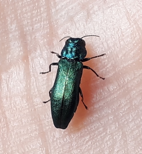Agrilus cyanescens, photo 10 of 10