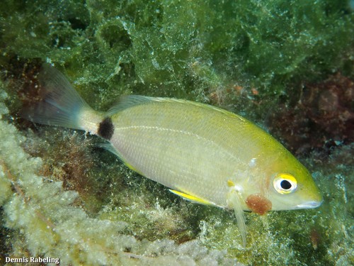 Representative image of Diplodus annularis