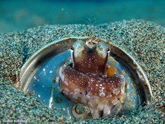Amphioctopus burryi