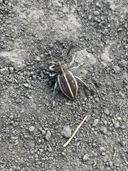 Dorcadion holosericeum