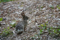 Sylvilagus floridanus