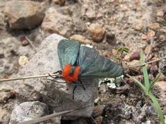 Lerina incarnata