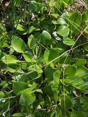 Parnassia glauca