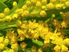 Solidago azorica