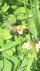 Bombus griseocollis