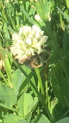 Bombus griseocollis