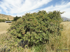 Photinia davidiana