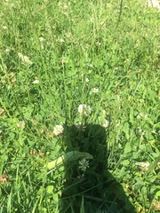 Bombus griseocollis
