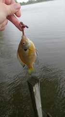 Lepomis macrochirus macrochirus