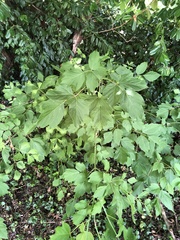 Magnoliopsida