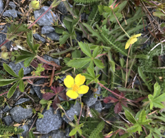 Potentilla canadensis