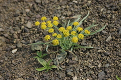 Bupleurum americanum