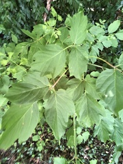 Magnoliopsida