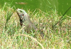 Iguana iguana