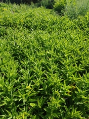 Solidago azorica