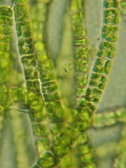Ulothrix