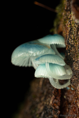 Mycena cyanocephala