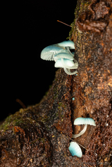 Mycena cyanocephala