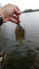 Lepomis macrochirus macrochirus