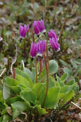 Primula frigida