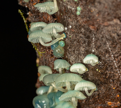 Mycena cyanocephala
