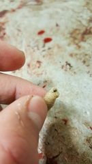 Cephenemyia