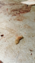 Cephenemyia