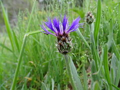 Centaurea graminifolia