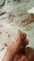 Cephenemyia