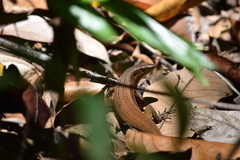 Eutropis multifasciata