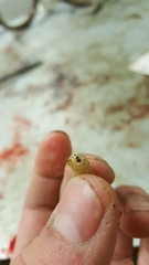 Cephenemyia