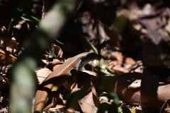 Eutropis multifasciata