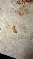 Cephenemyia