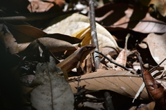 Eutropis multifasciata
