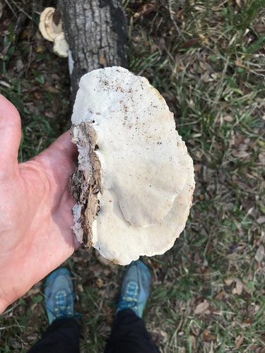 Trametes cubensis