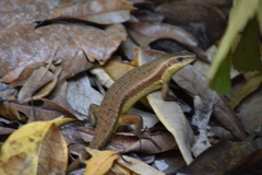 Eutropis multifasciata