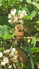 Apis mellifera