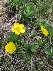 Ranunculus montanus