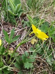 Ranunculus montanus