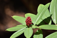 Hellenia