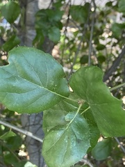 Quercus