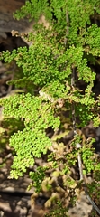 Myriopteris myriophylla