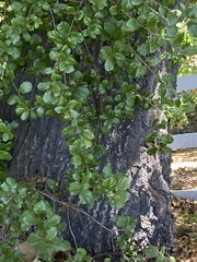 Quercus