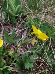 Ranunculus montanus