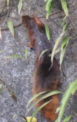 Sciurus igniventris
