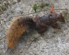 Sciurus igniventris