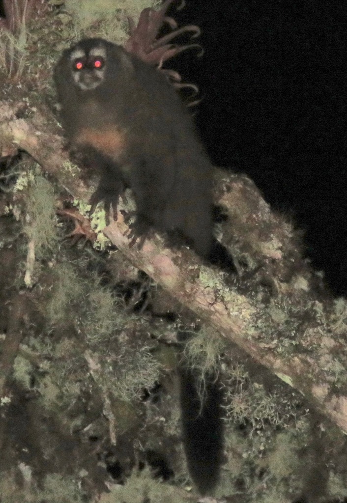 Peruvian Night Monkey