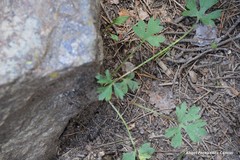 Ranunculus aconitifolius