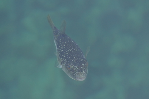 Takifugu alboplumbeus